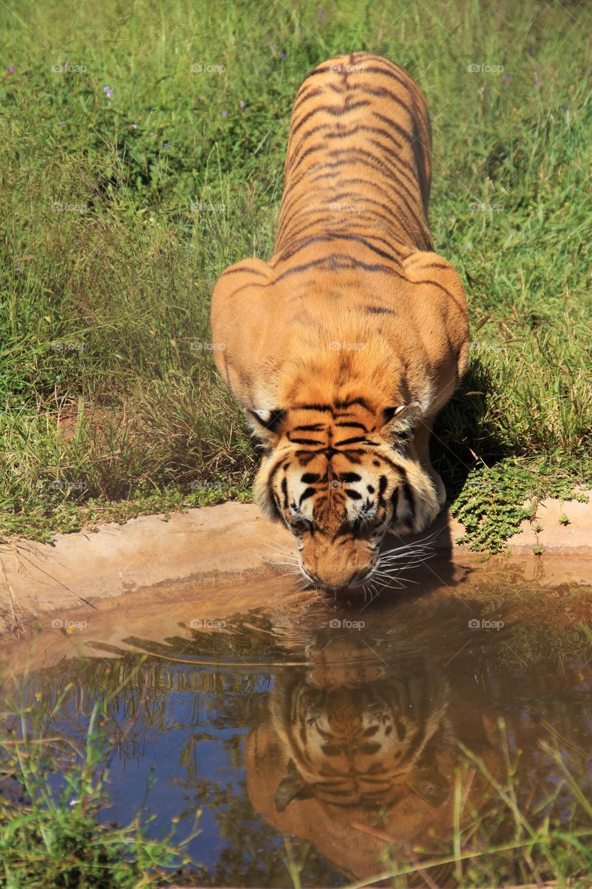 Tiger drinking water in pond