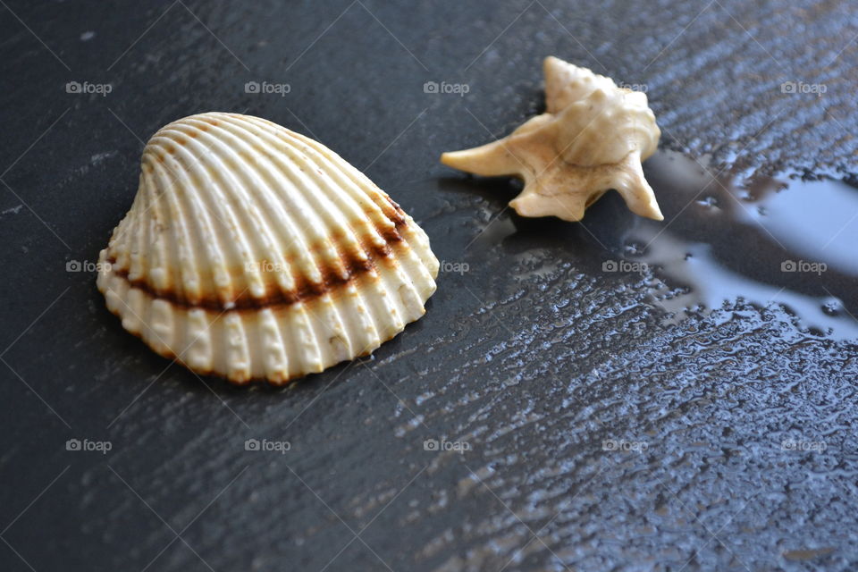 Sea shells