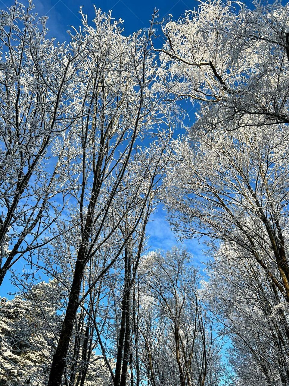 Standing tall against snowy backdrop adorned with a dusting of fresh snow.