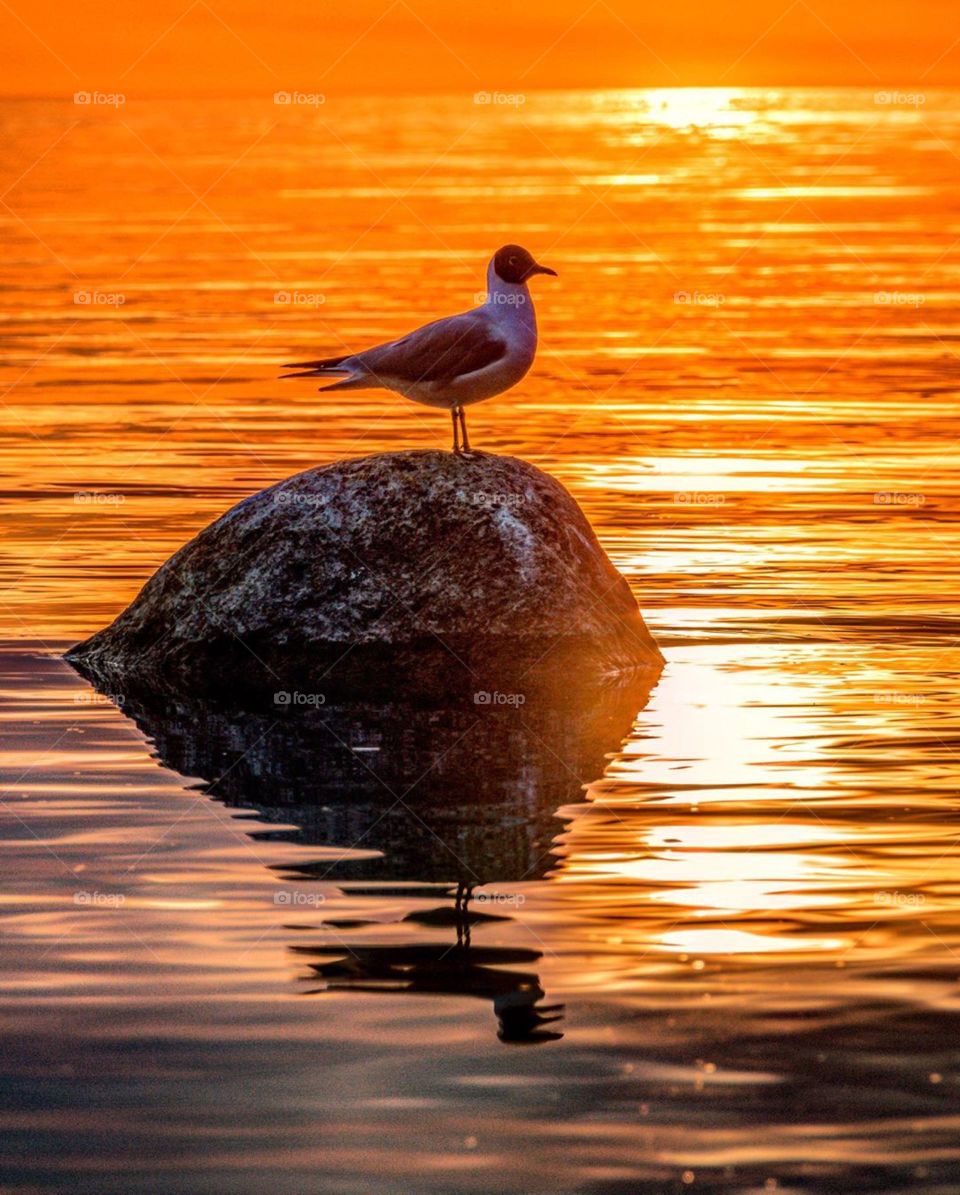 How much do you like this picture?