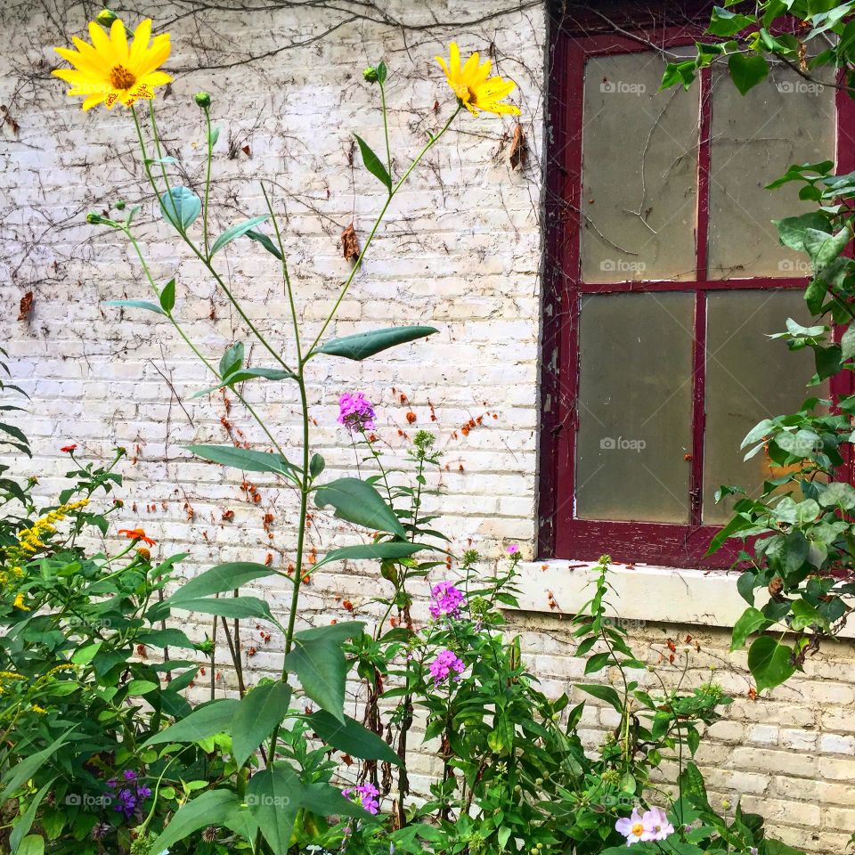 Wild flowers by an old house