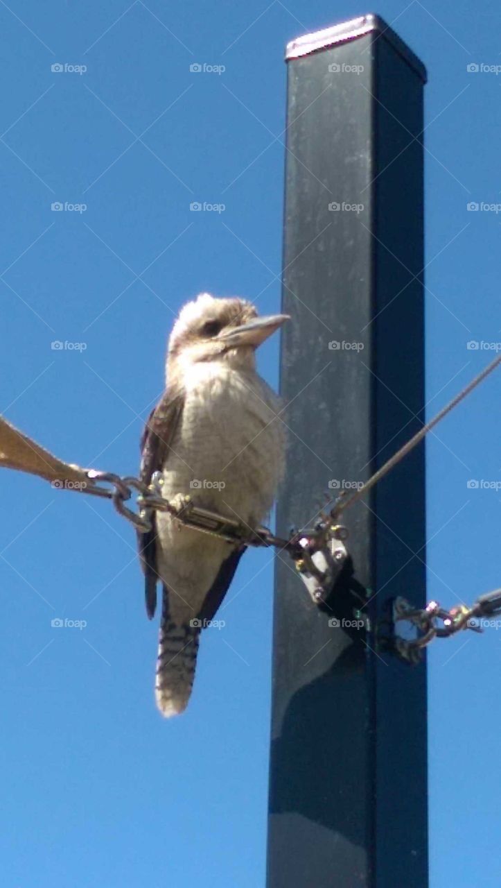 Australian Kookaburra