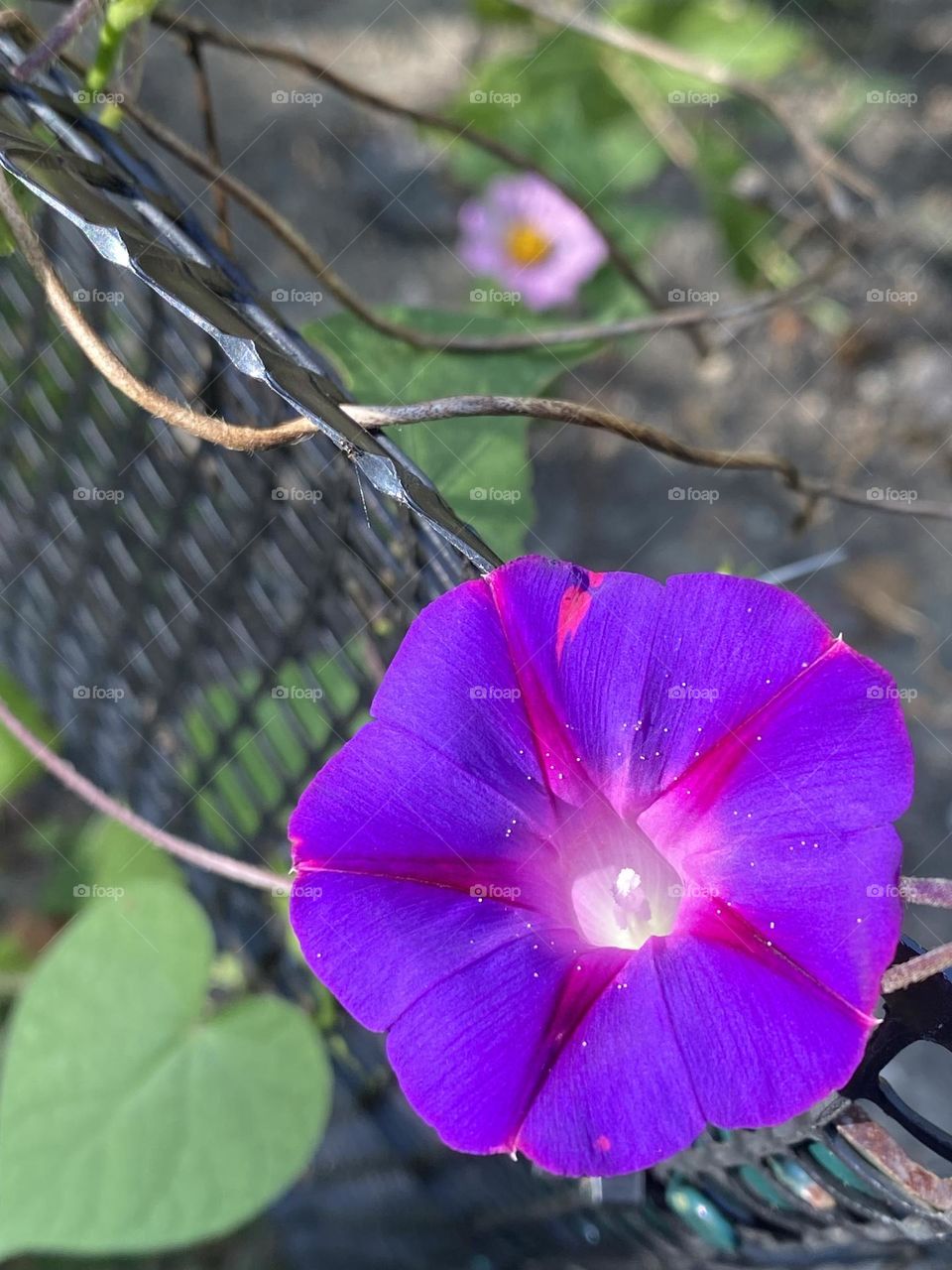 Stunning morning glory flower