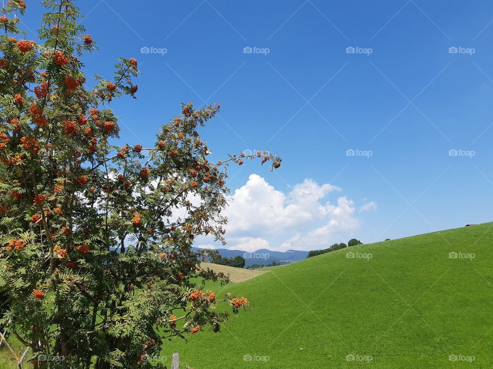 green fields at the mountains under a blue sky
