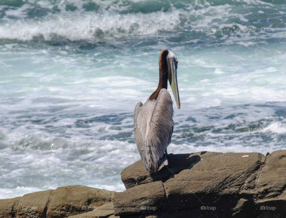 Pelican watching