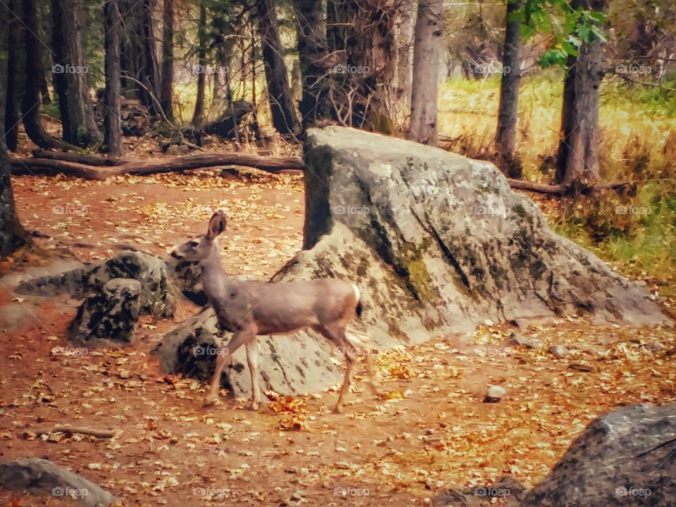 Wildlife at Yosemite