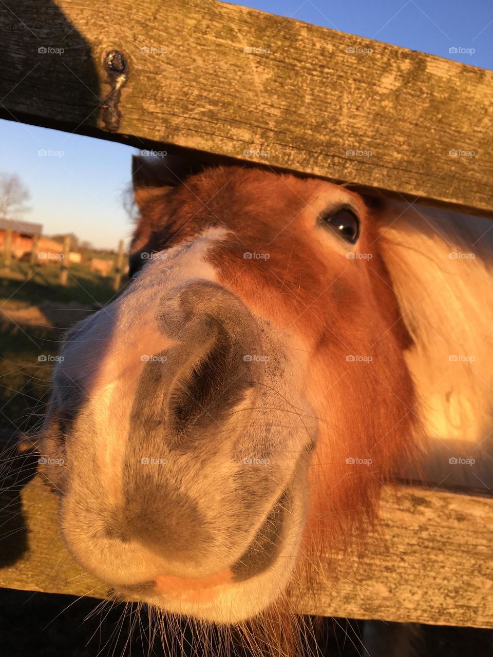 The Cutest Pet Pony ever !