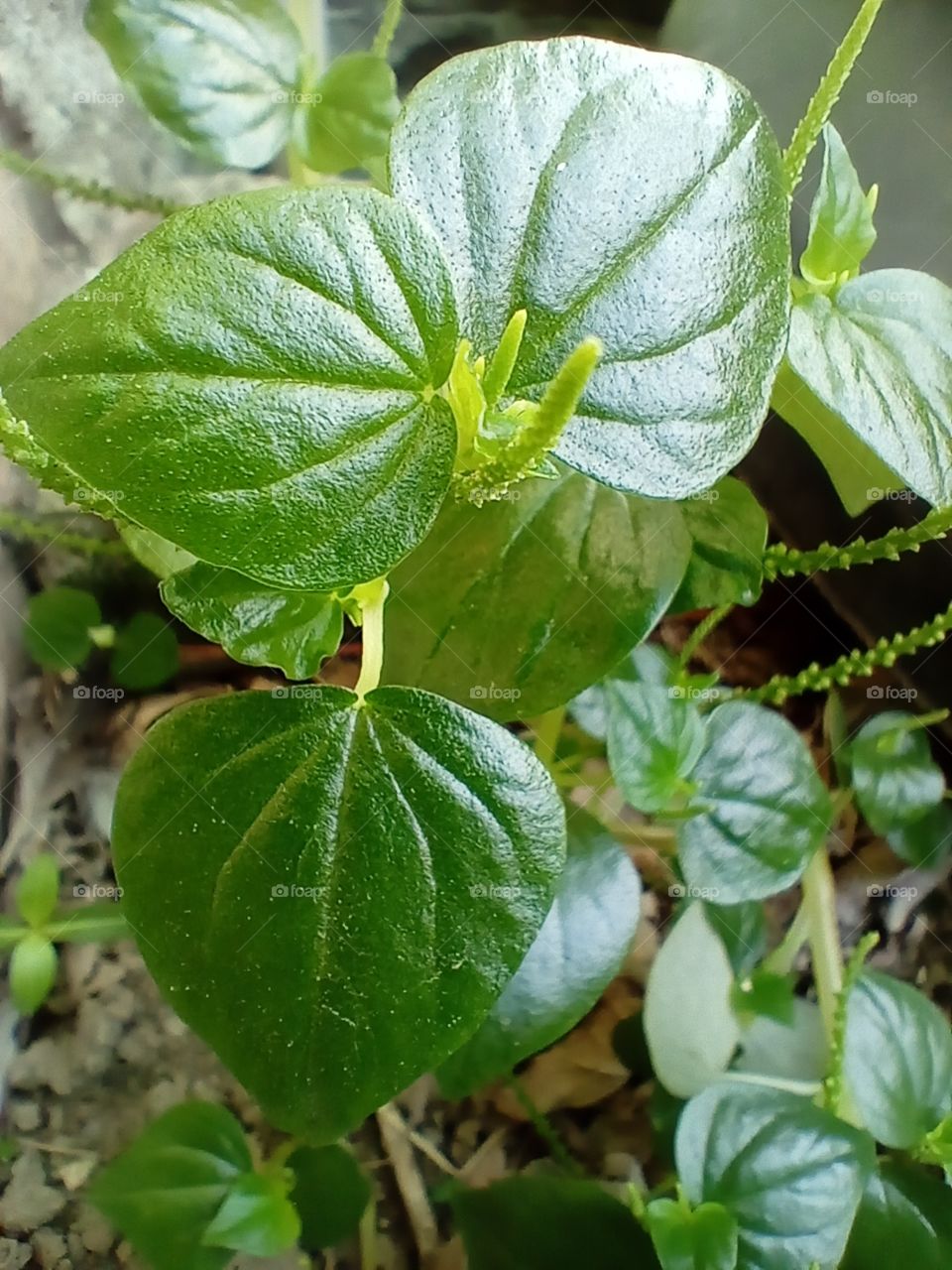 Suruhan Leaf
