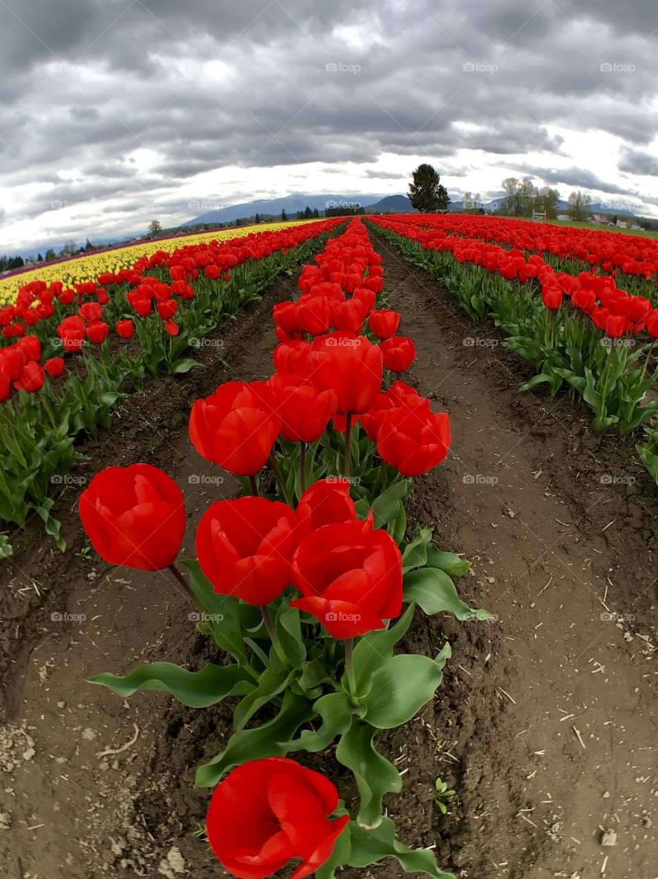 Foap Mission Perspective! Foap Mission Unique Shot Of Field of Brilliant Red Tulips, Cloudy Skies, Shot With A Fish Eye Lens!