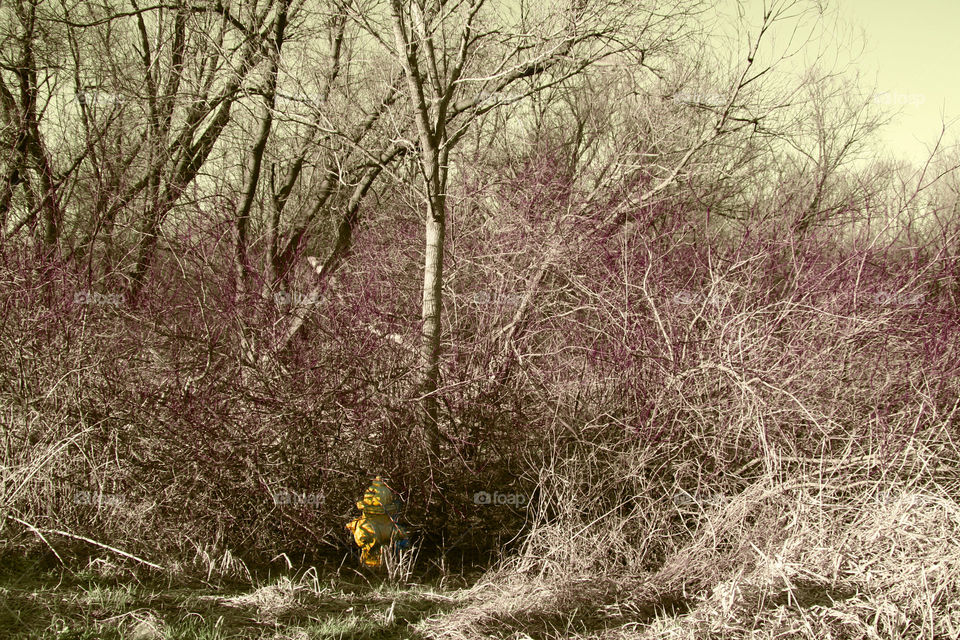 Nature Reclaiming (Series)