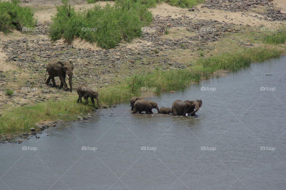 river africa safari elefant by Bea