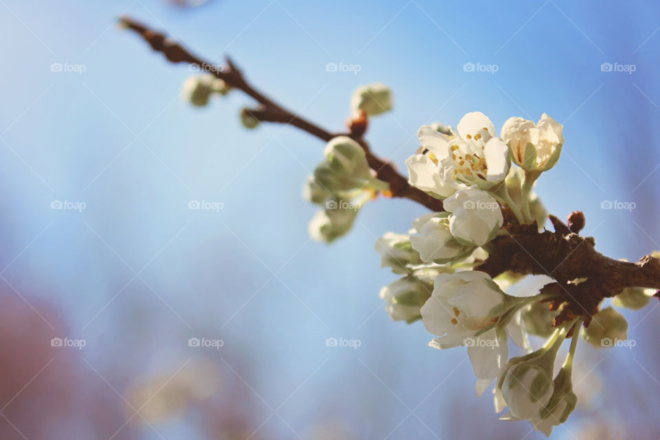 Tree Blossoms