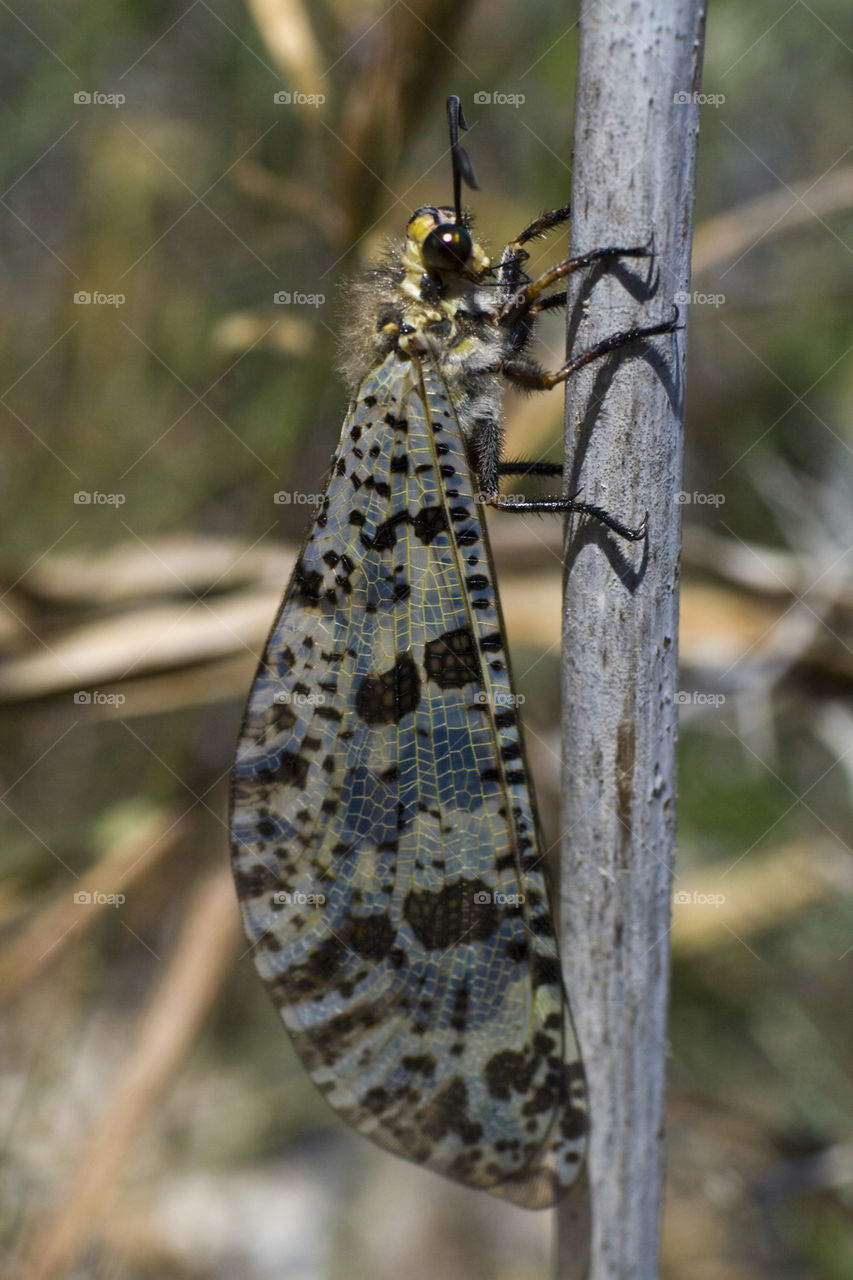 Antlion (Palpares libelluloides )