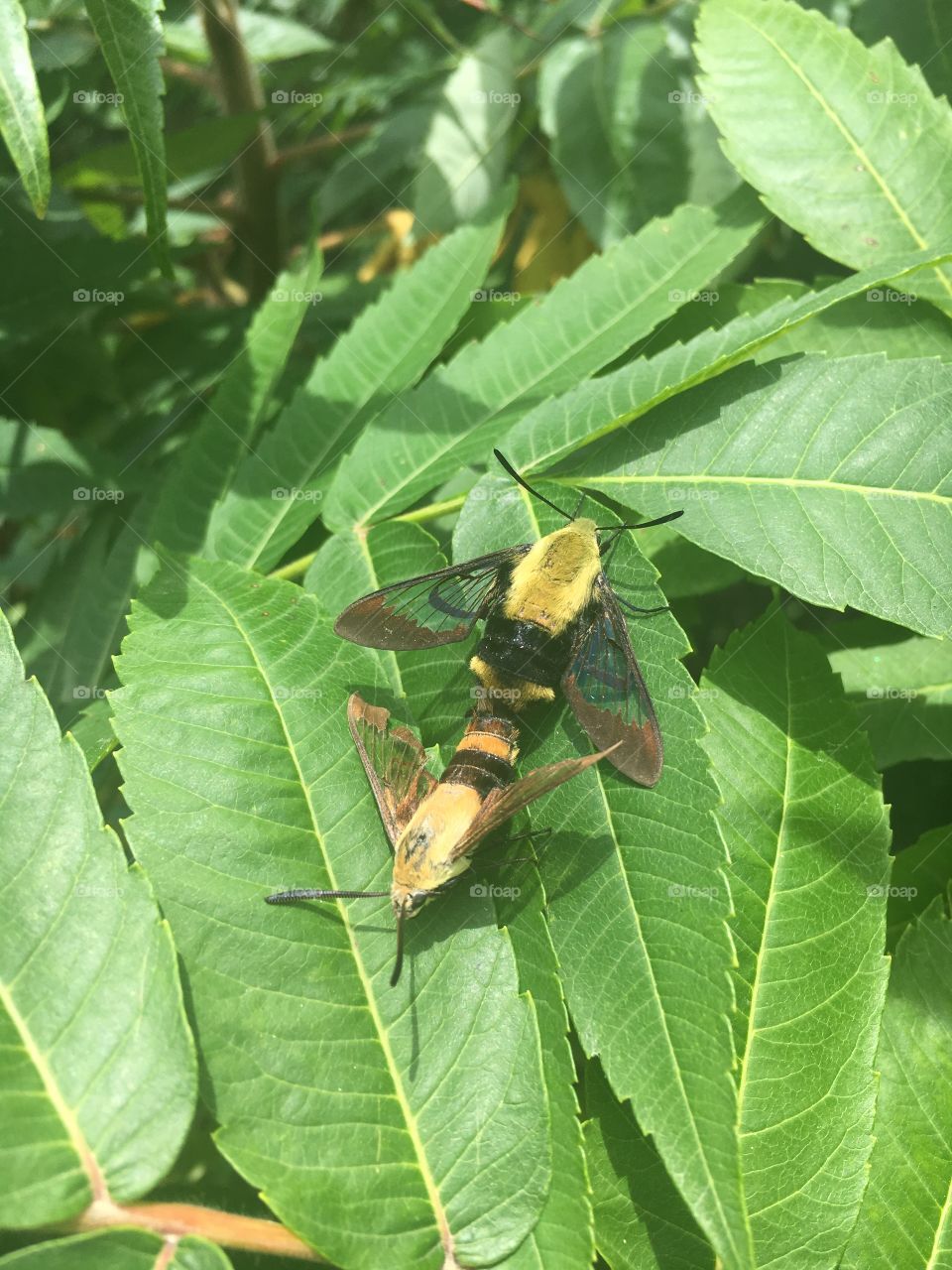 Leaf, Nature, Flora, Summer, Outdoors