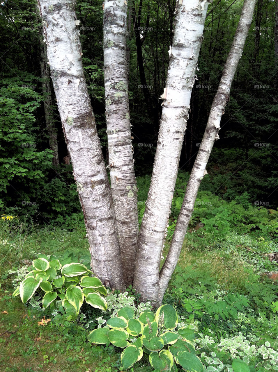 nature white trees forest by snapd