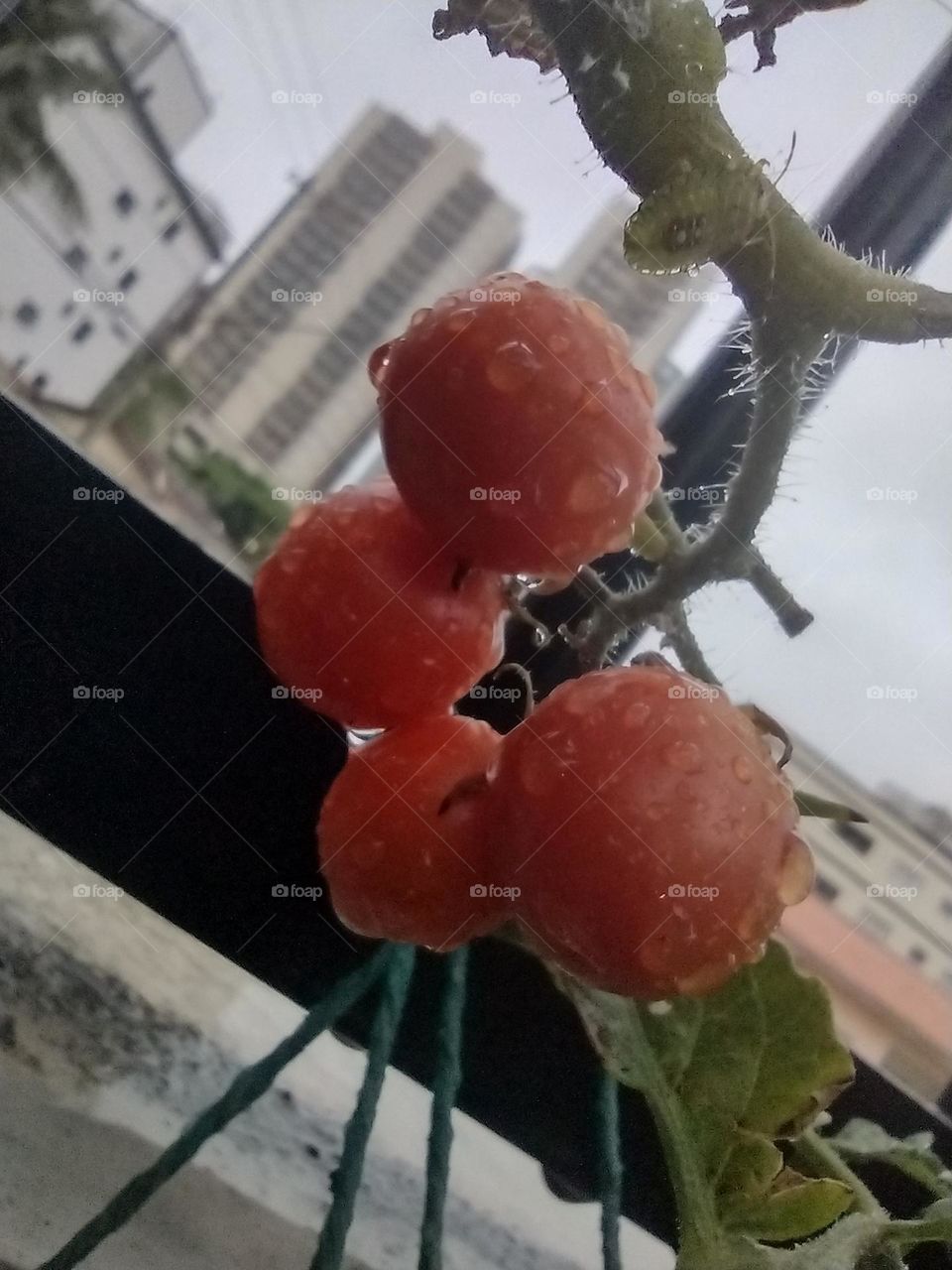 Tomate Cereja