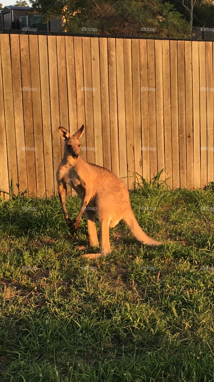 Kangaroo 