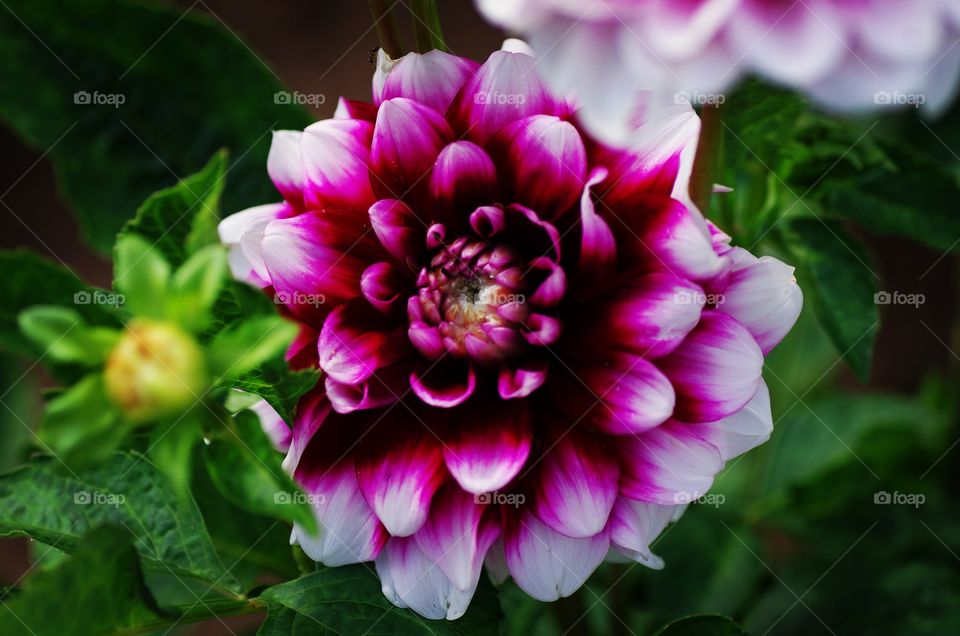 Dahlia variabilis