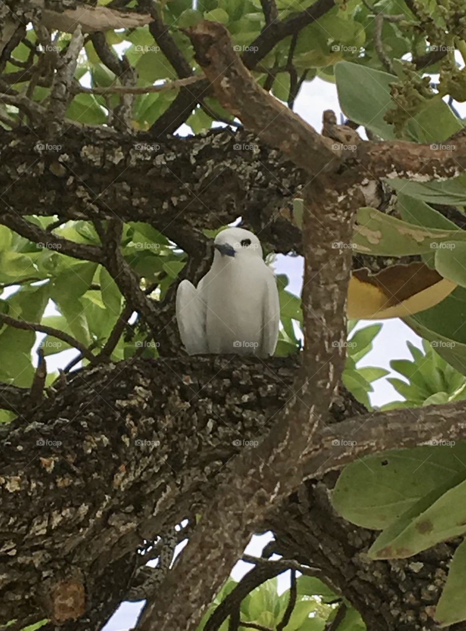White sterna watching humans