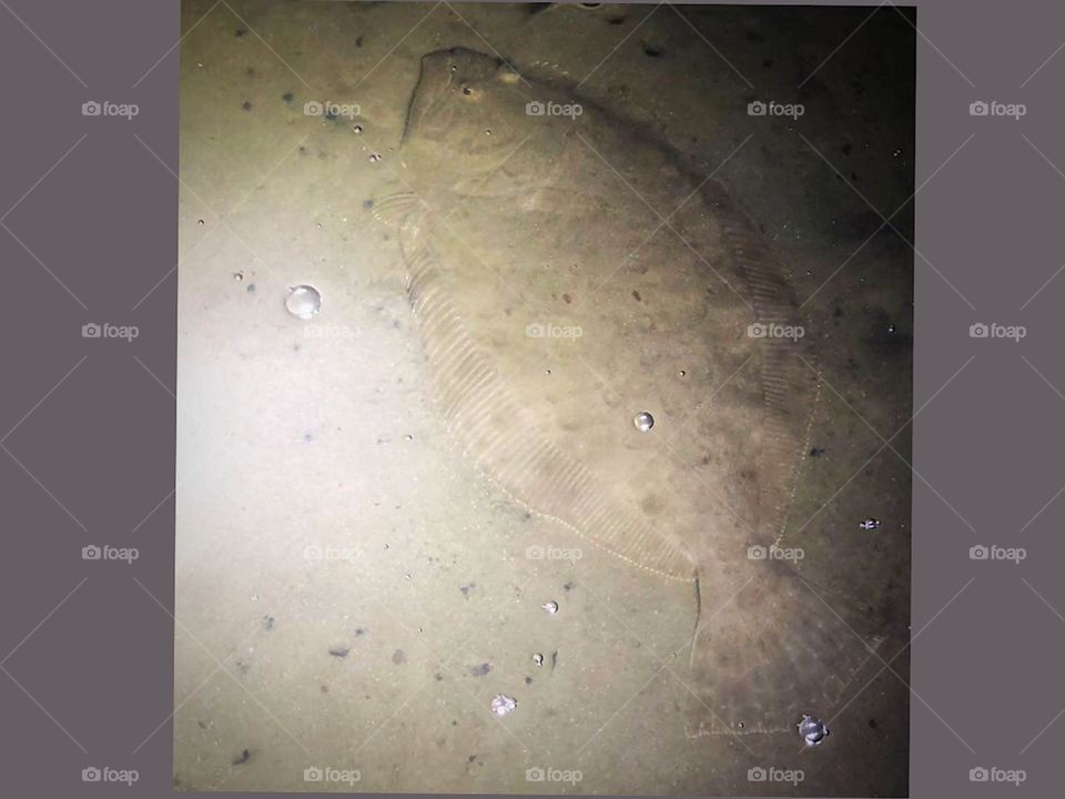 Flounder underwater. Flounder gigging. Summer fun. Yummy fish! 