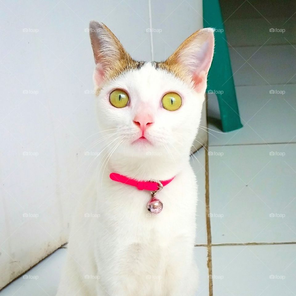 femele cat has rounder eyes  and beautiful pink nose