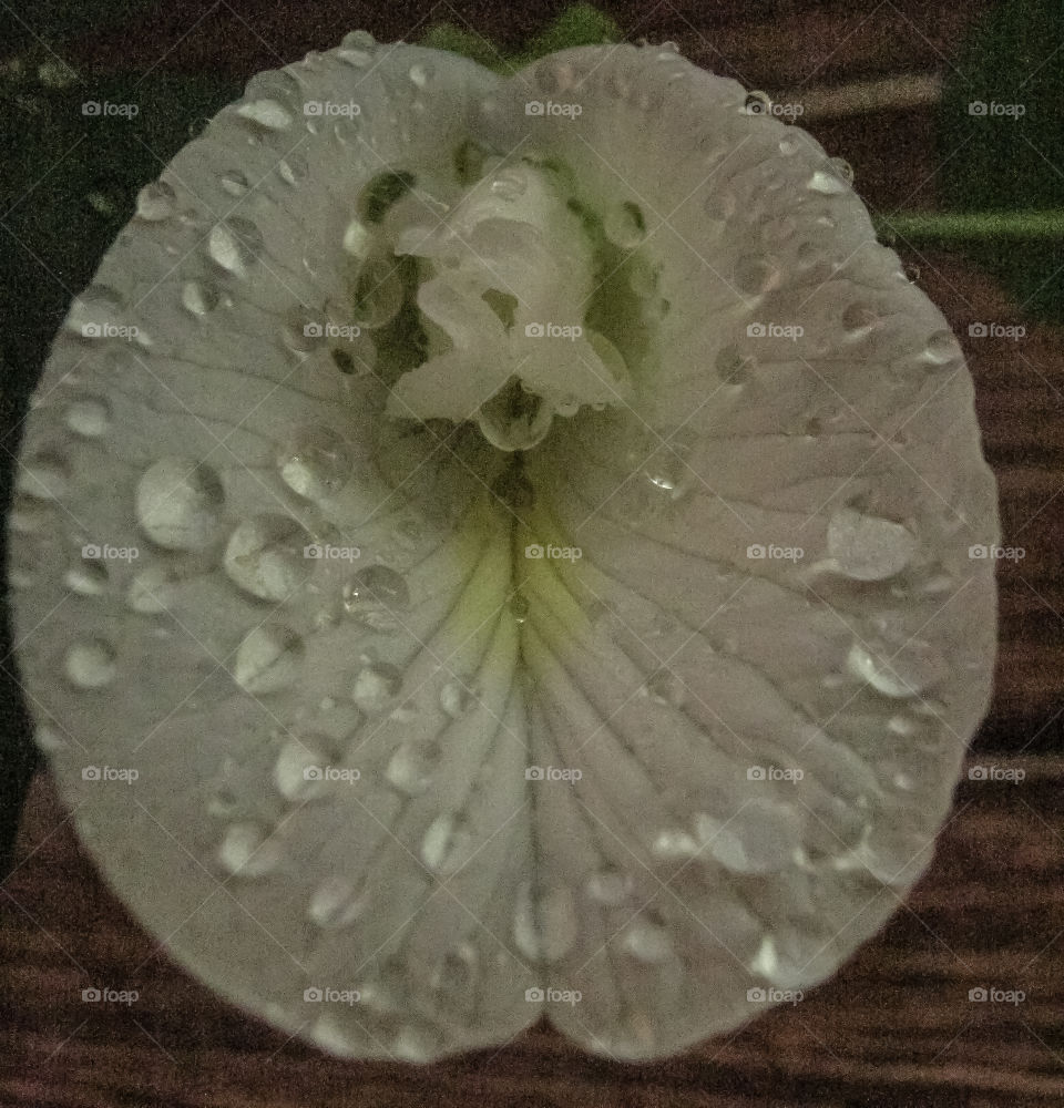 White Clitoria Flower with water drops. Aprajita in Hindi. Also known as Asian Pigeon Wings, Blue Bell Vine, Blue Pea, Cordofan Pea and Darwin pea, ‘Butterfly Pea’ (Clitoria ternatea) is an amazing herb native to tropical equatorial Asia.