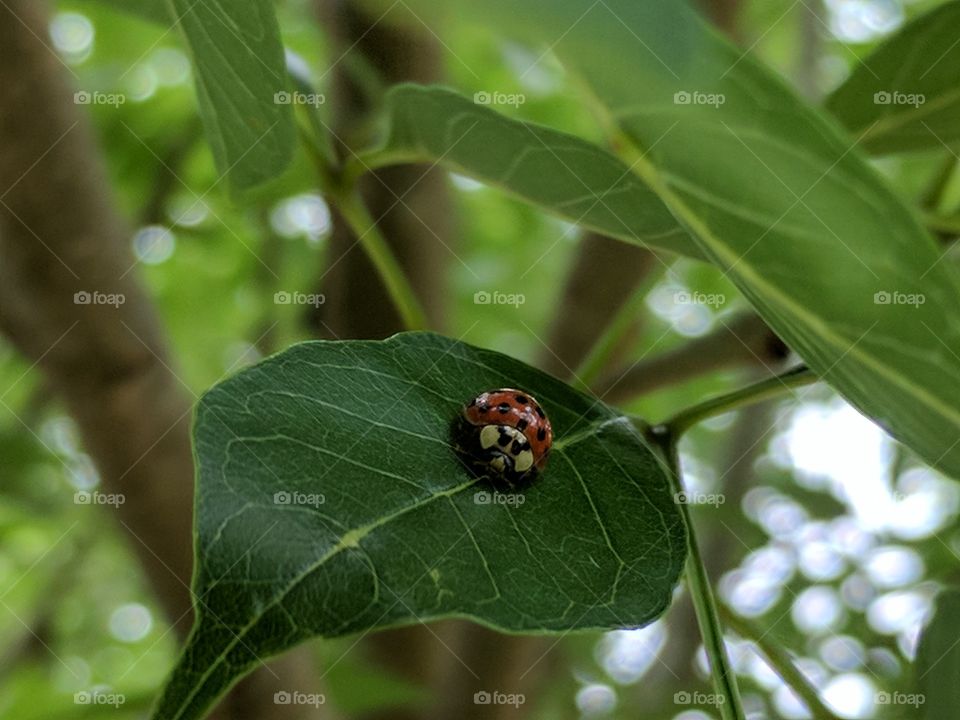 shiny lady bird on the move