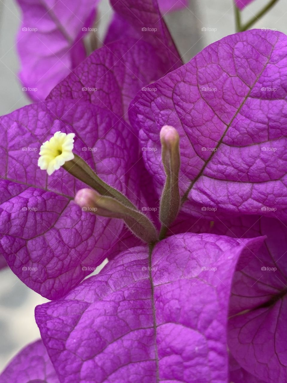 Purple flowers 