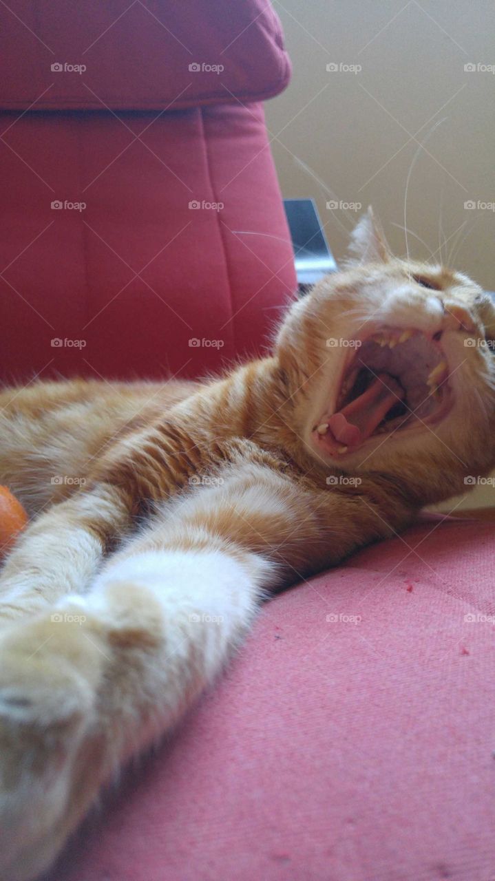 Roger yawn/meows