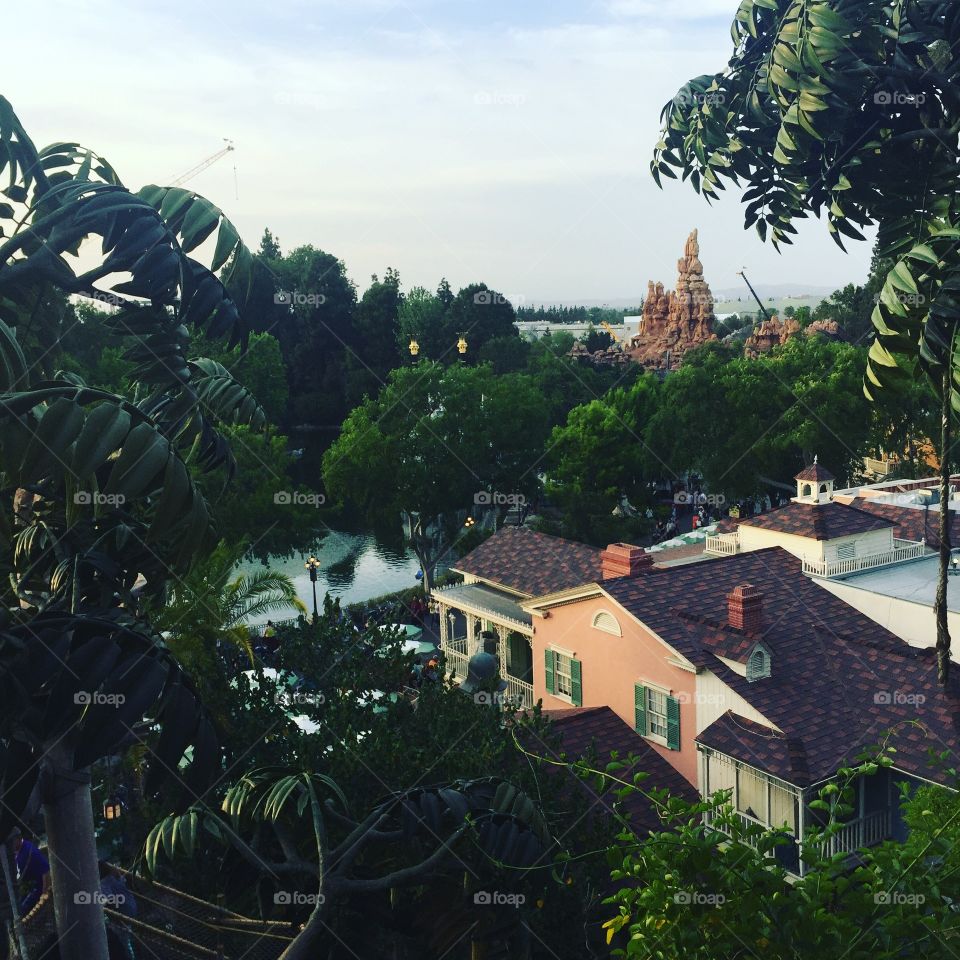 High above the tree tops 