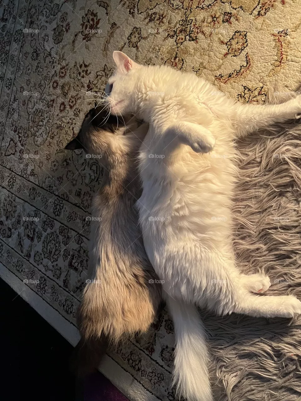 Cats 🐈