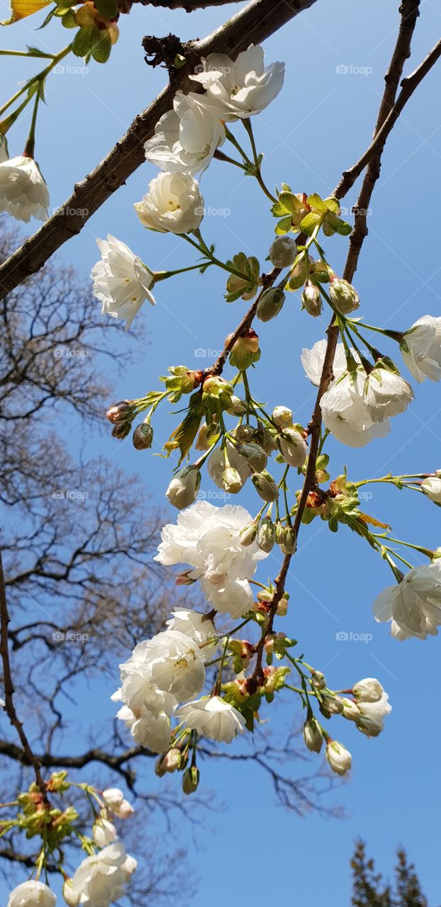 Cherry blossom