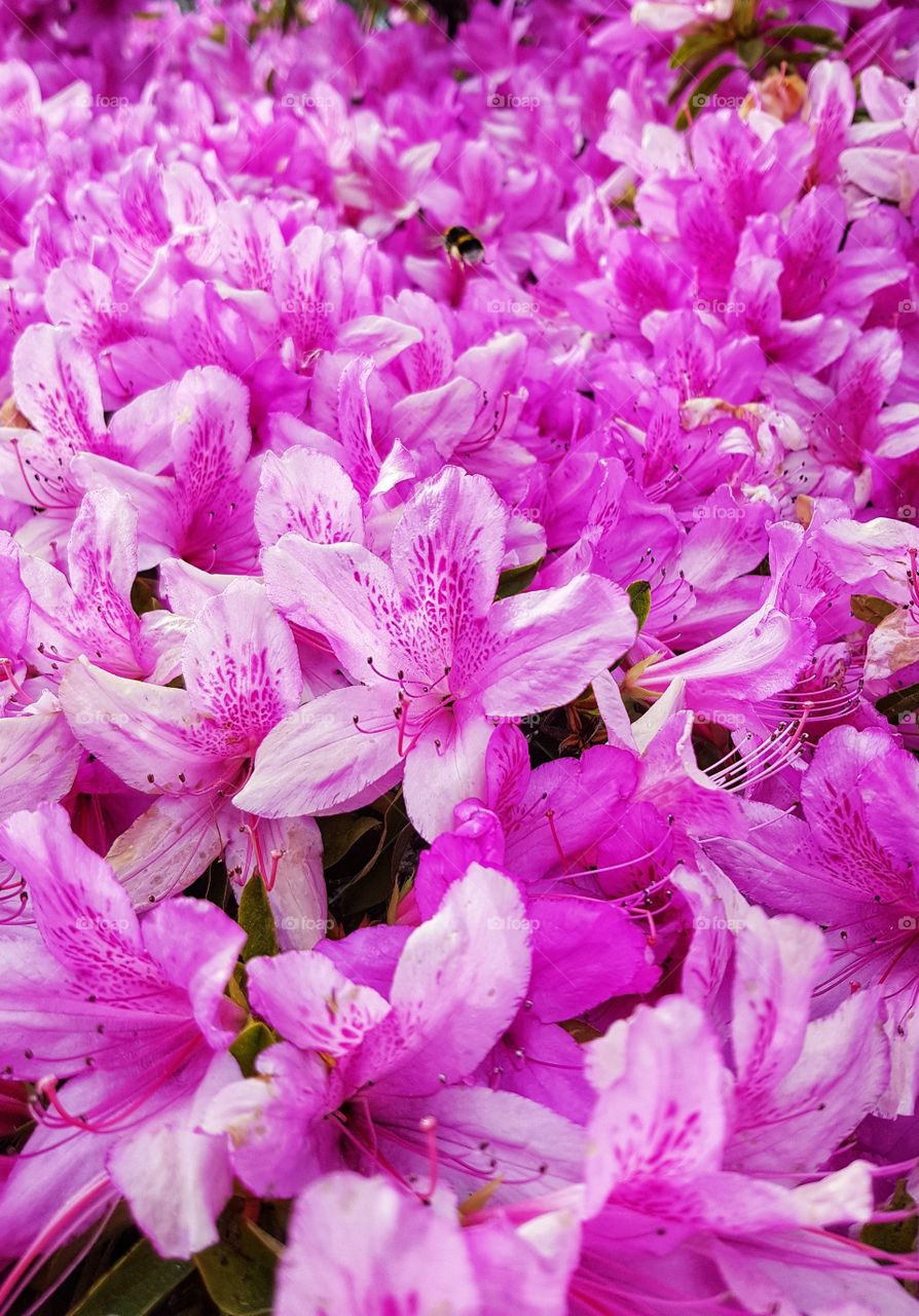 Bumblebee flying over a bed of azaleas