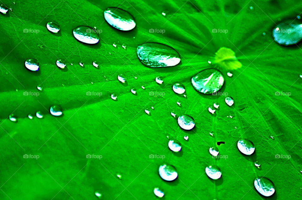 Water drop on lotus leaf