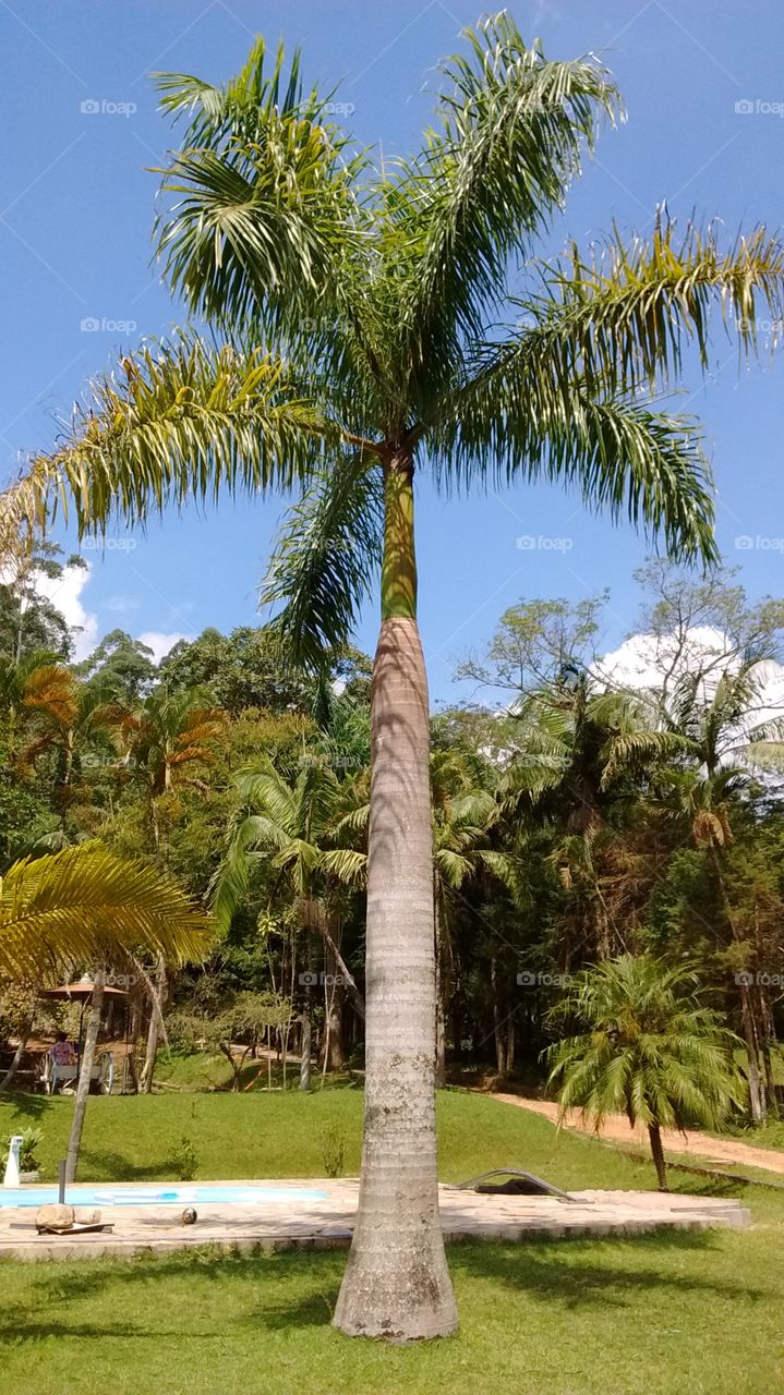 #PAZ
A #natureza dispensa apresentações. As palmeiras imperiais são belíssimas.