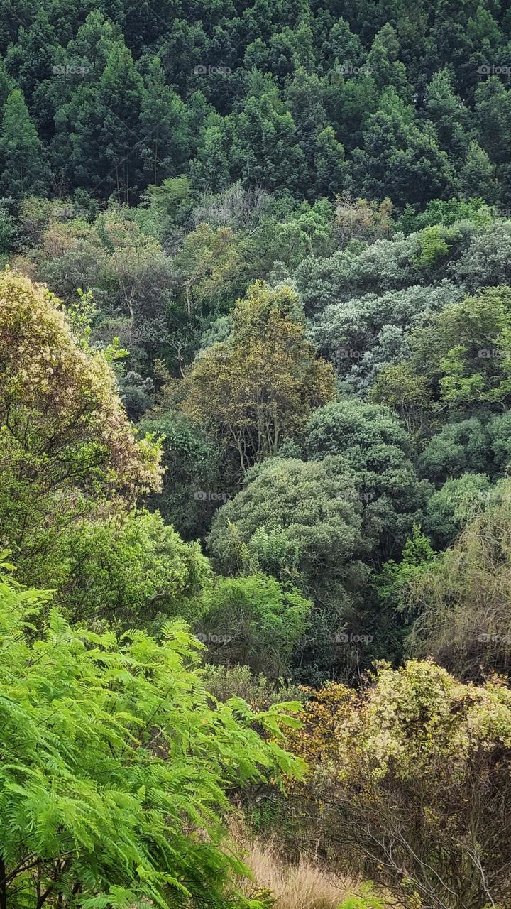 beautiful colors of the forest.