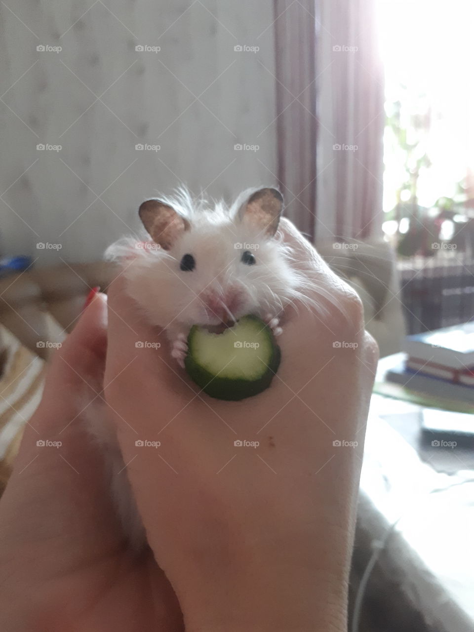 Hamster eating cucumber