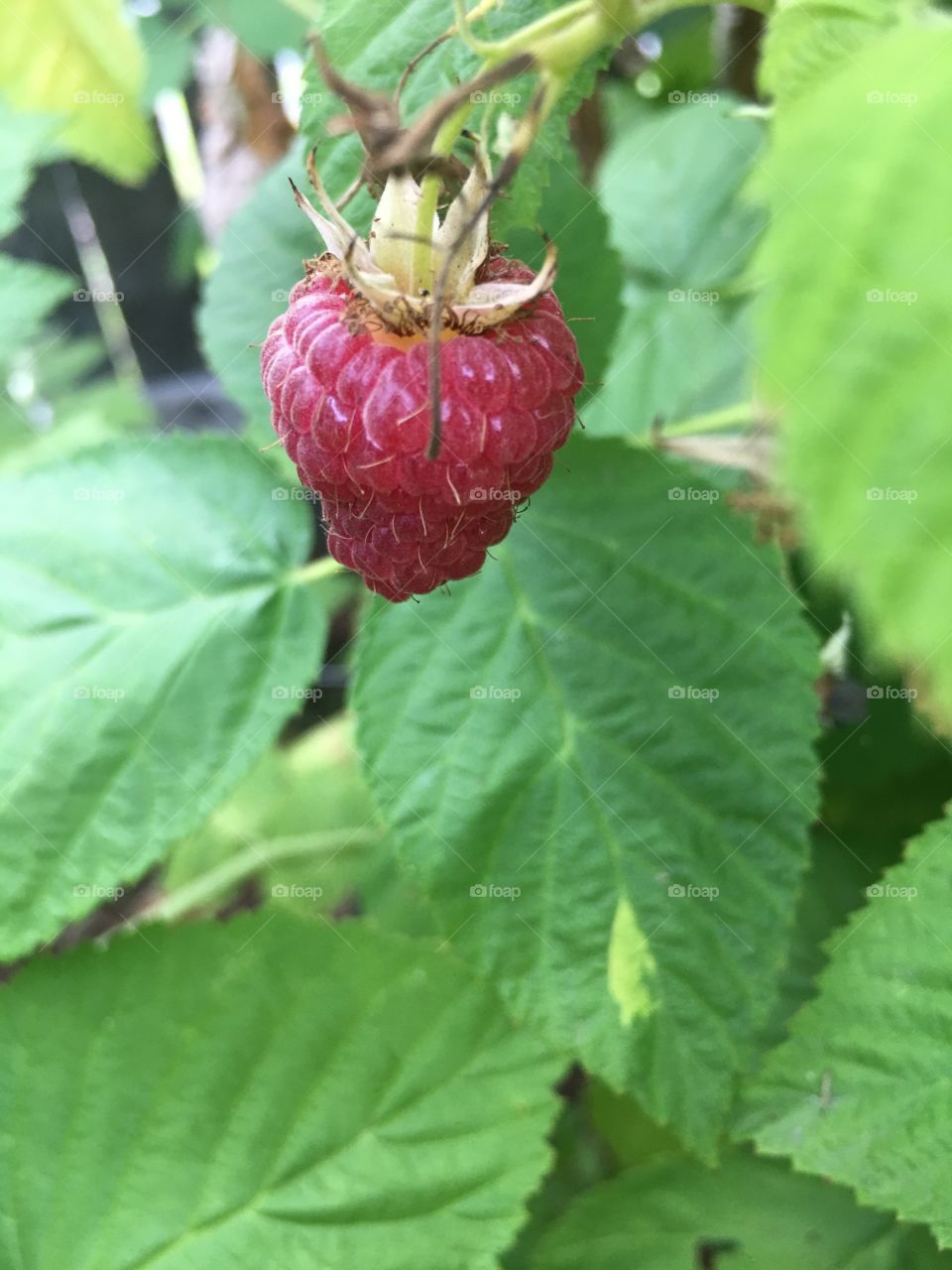 Delicious red raspberry ripe for the picking!