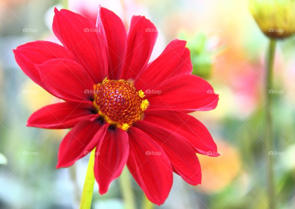 Red flower