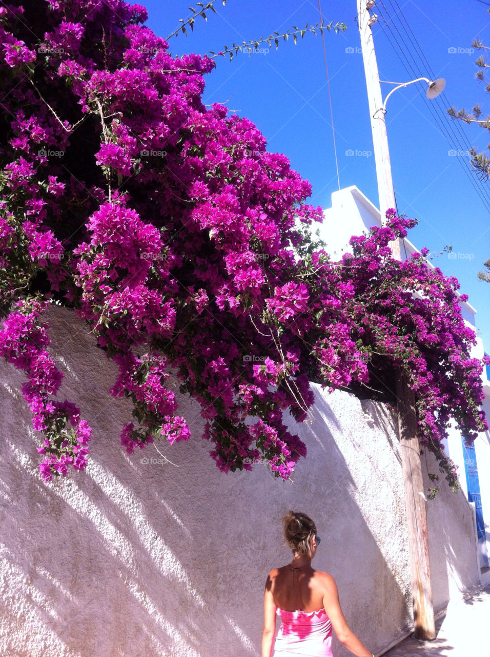 street flowers wall fence by harriskats77