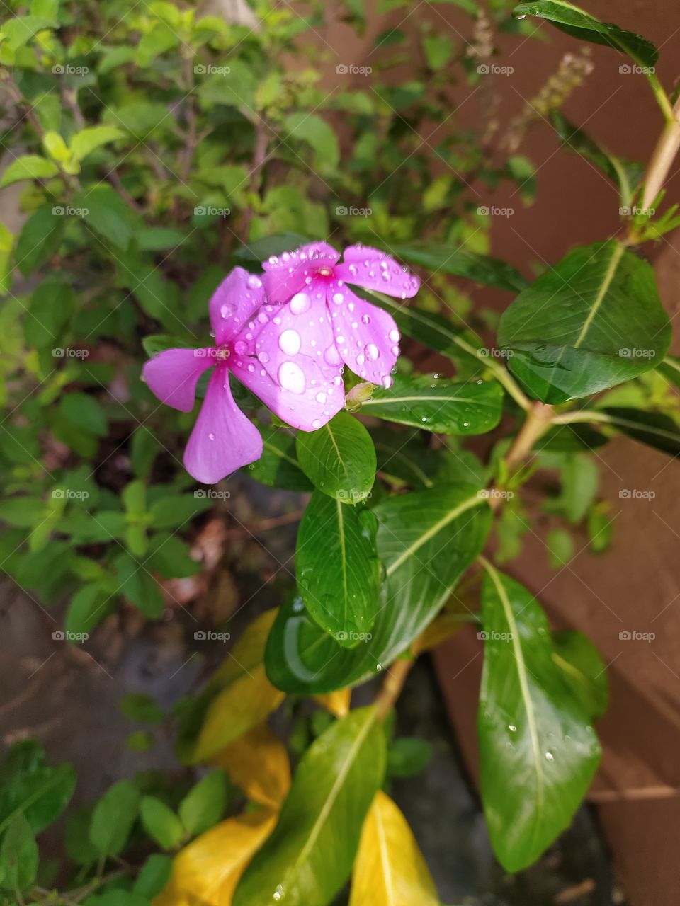 Raindrops shine like pearls on petals and leaves