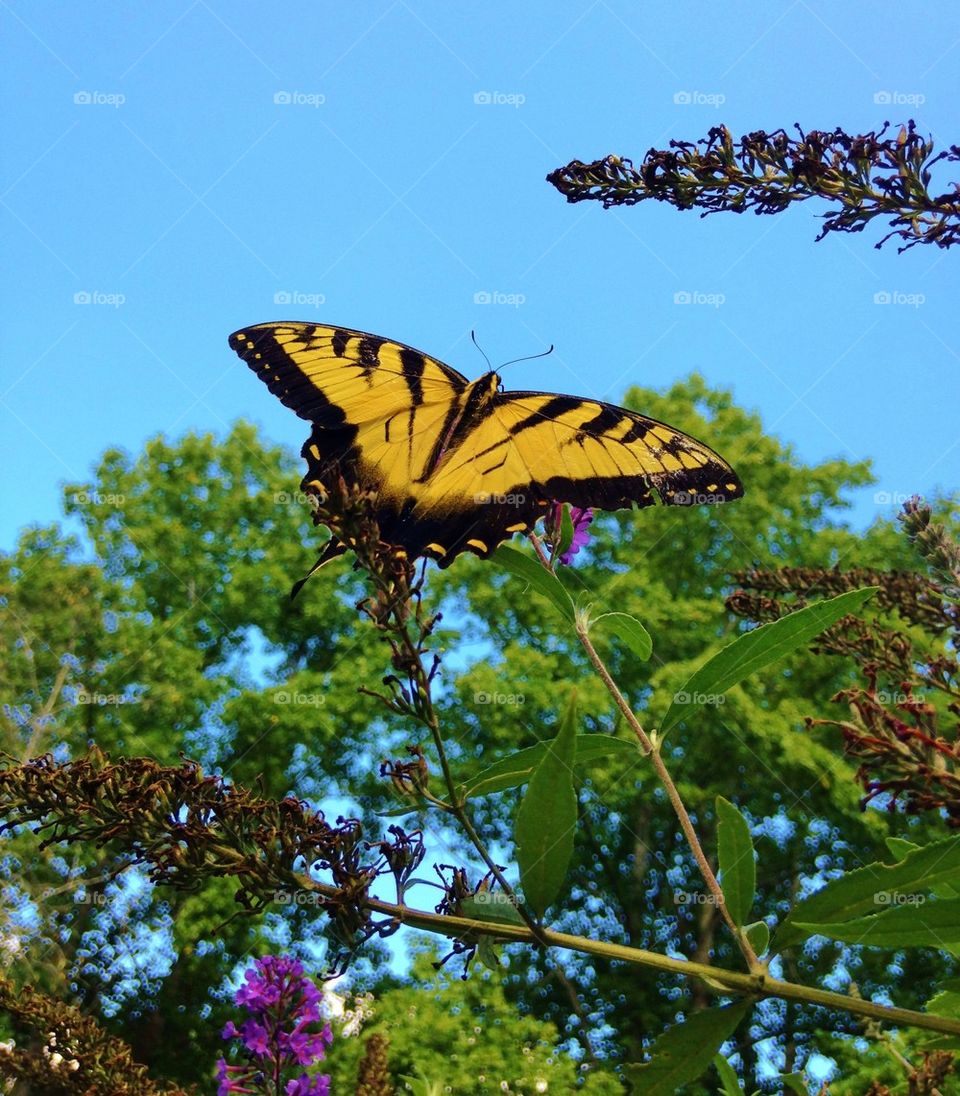 Yellow butterfly on flower