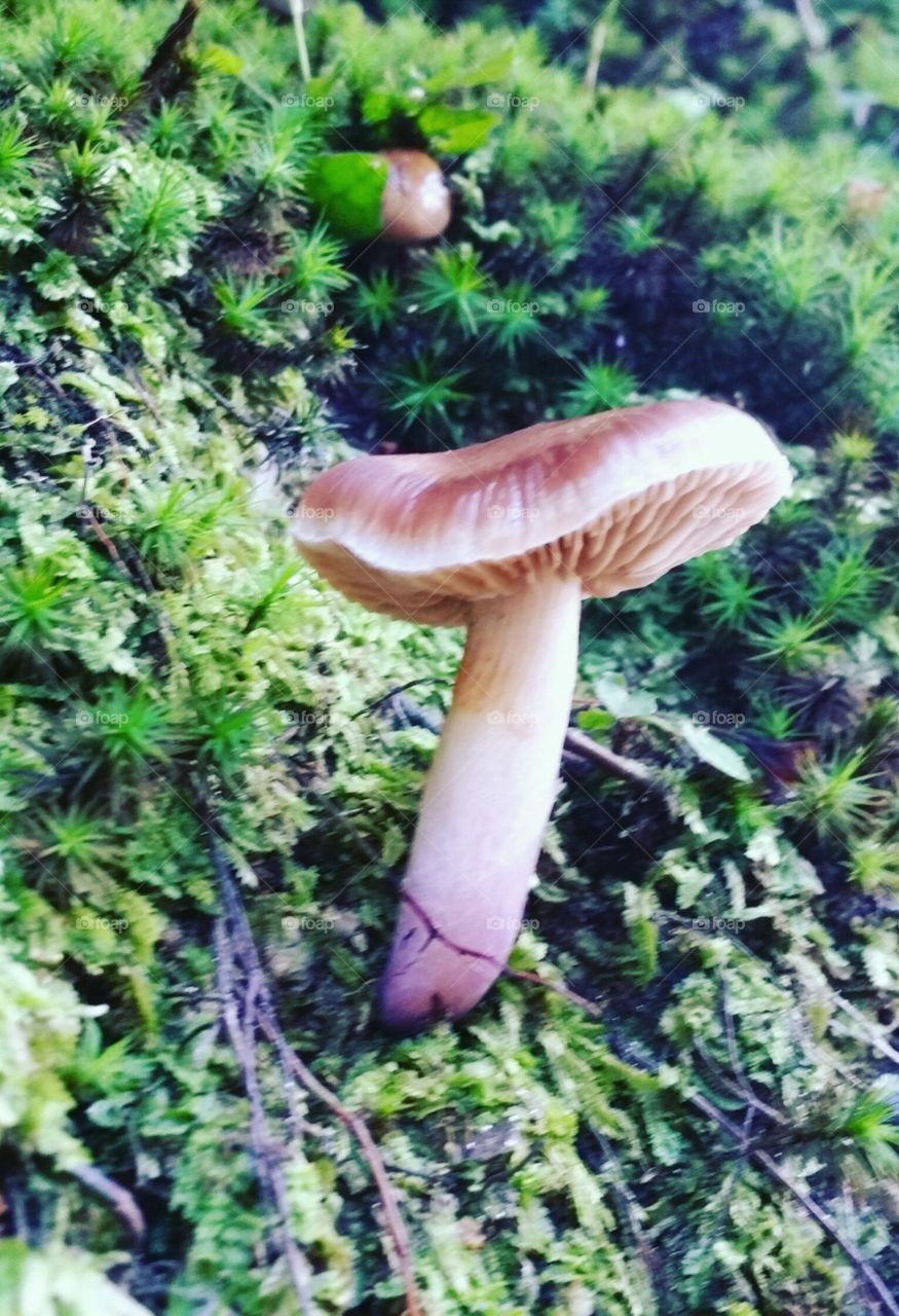 Cogumelo encontrado em jardim de um templo Japonês!