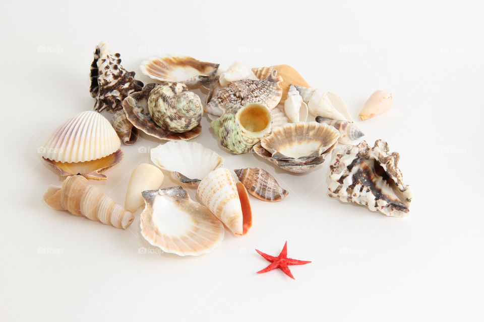 Seashells on white background