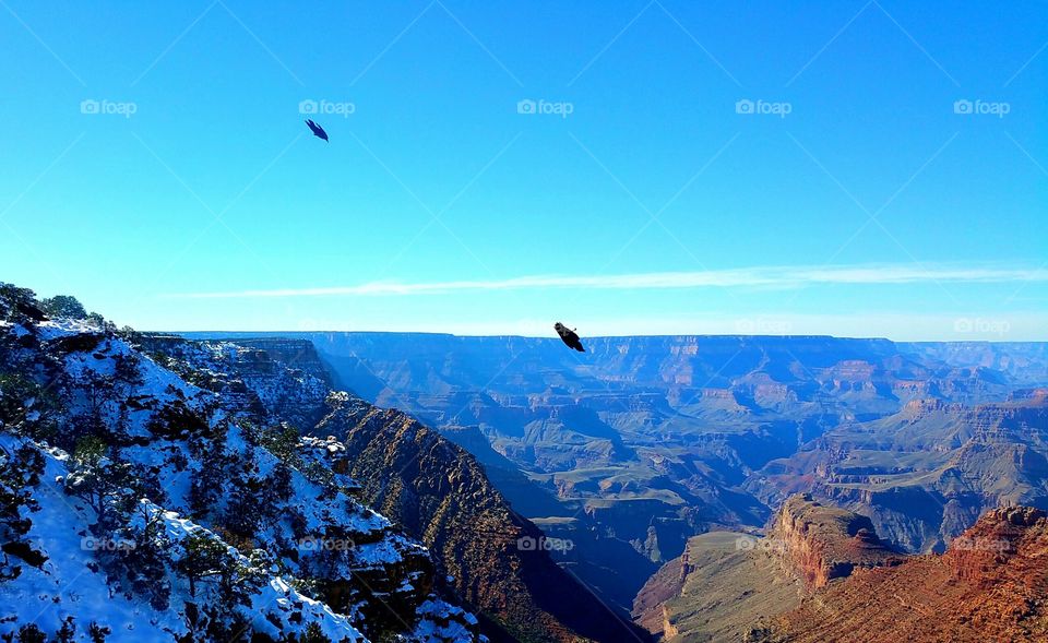 Ravens In Flight at Grand Canyon National Park