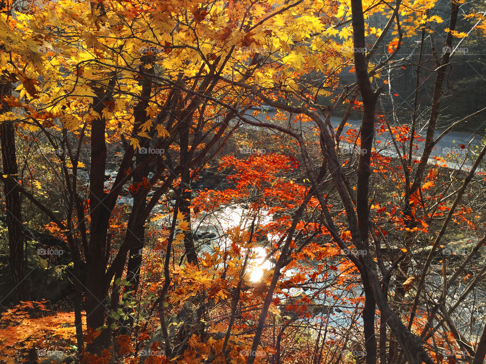 View of autumn trees