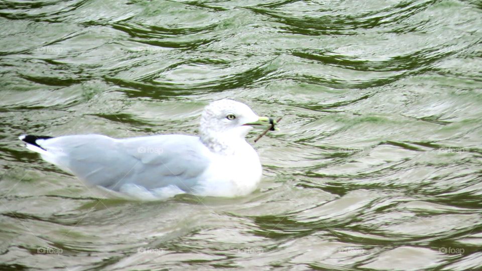 Seagull with stick in beak