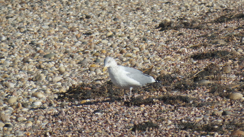Seagull  on the beach