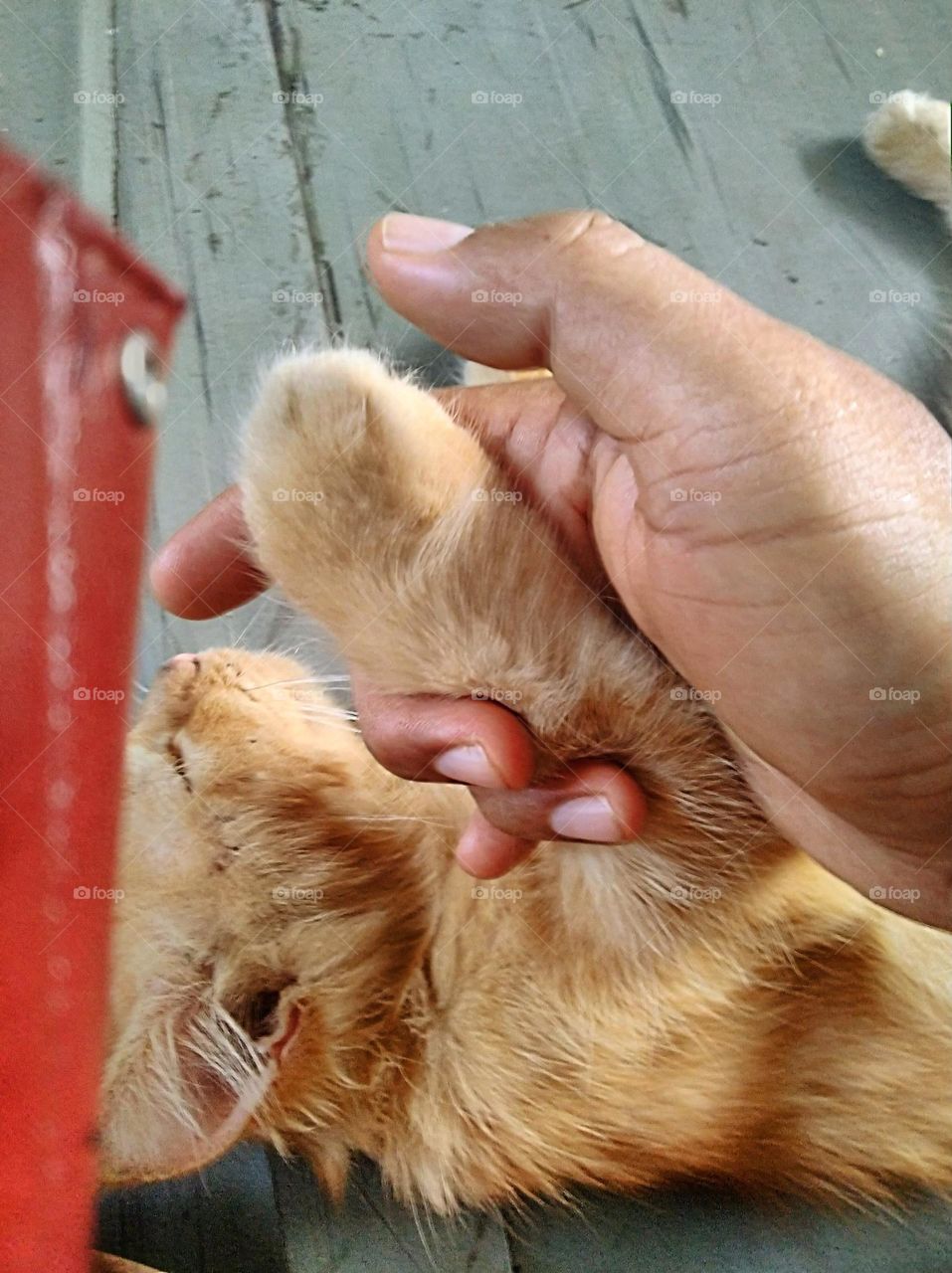 Handshake with a sleeping cat