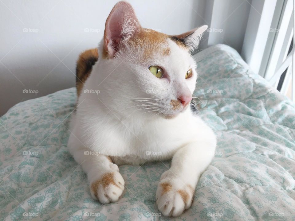 Cat is looking at something